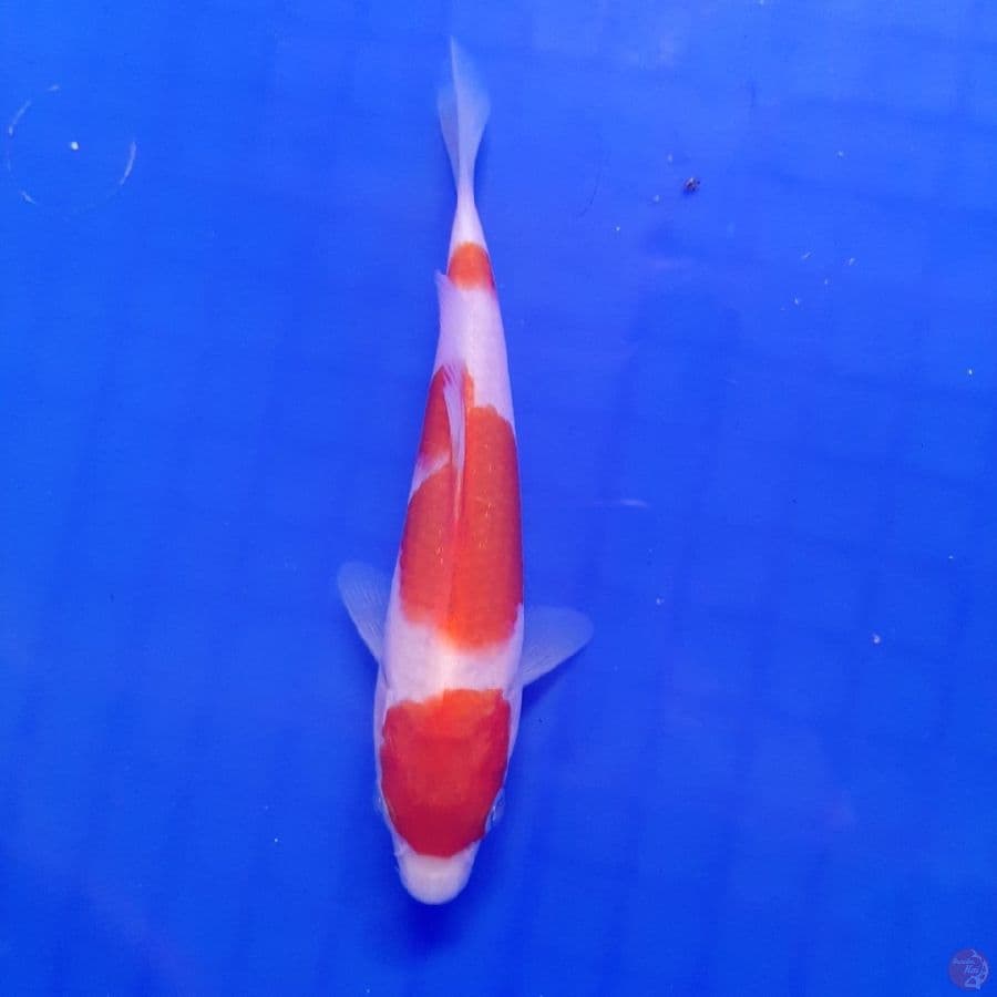 KOHAKU 14cm