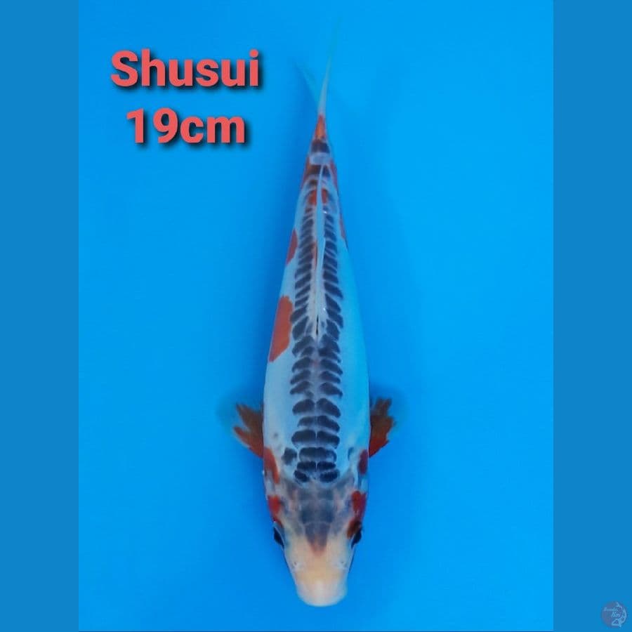 F1 KAWAKAMI SHUSUI 17CM