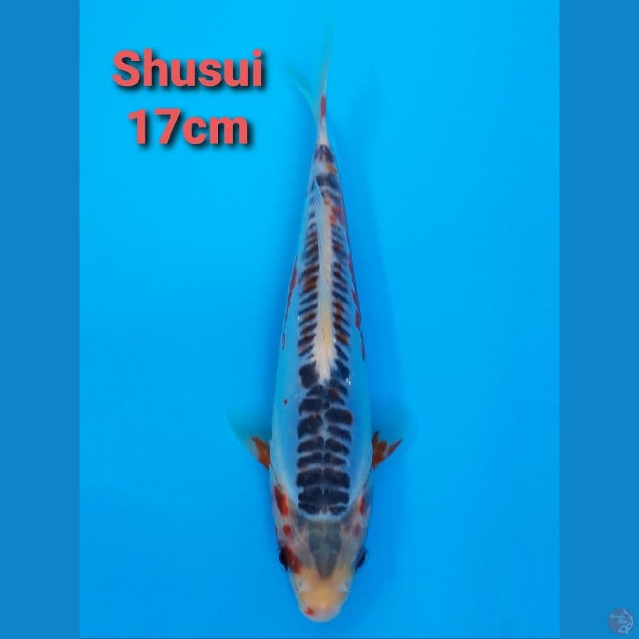 F1 KAWAKAMI SHUSUI 17CM