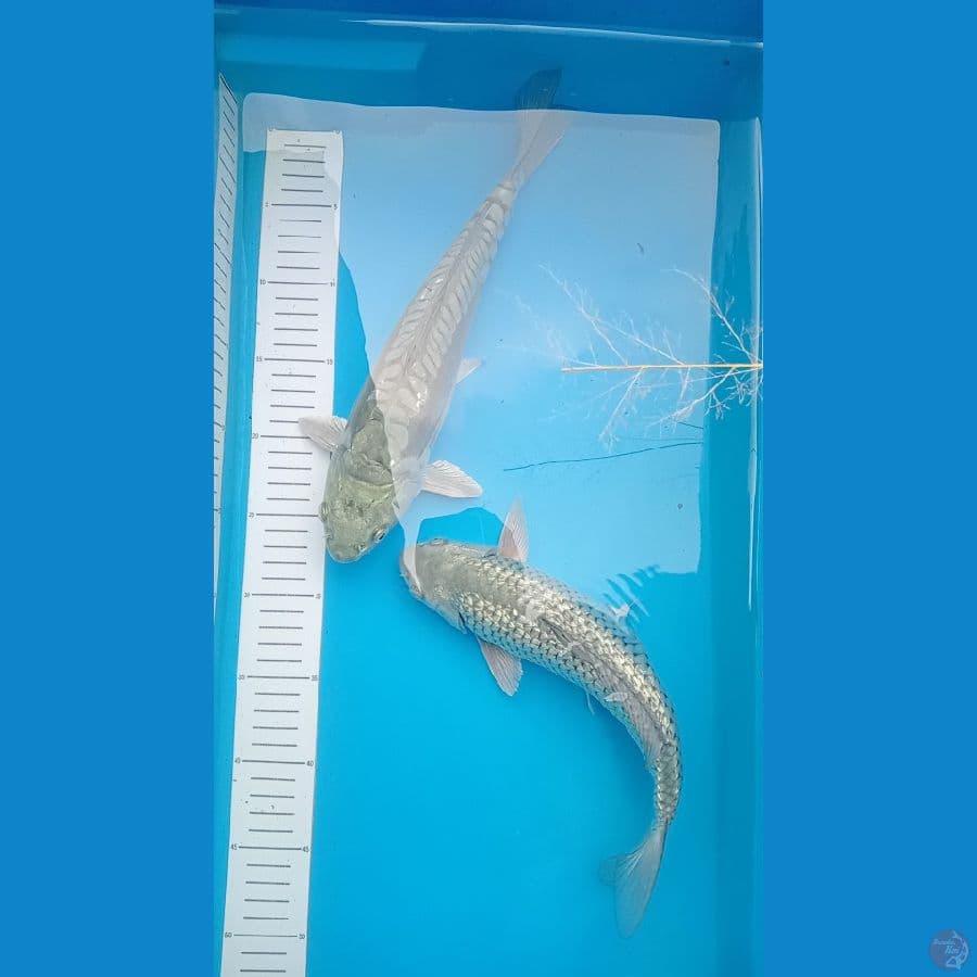 saragoi ginrin no ginrin argoke 28 30cm
