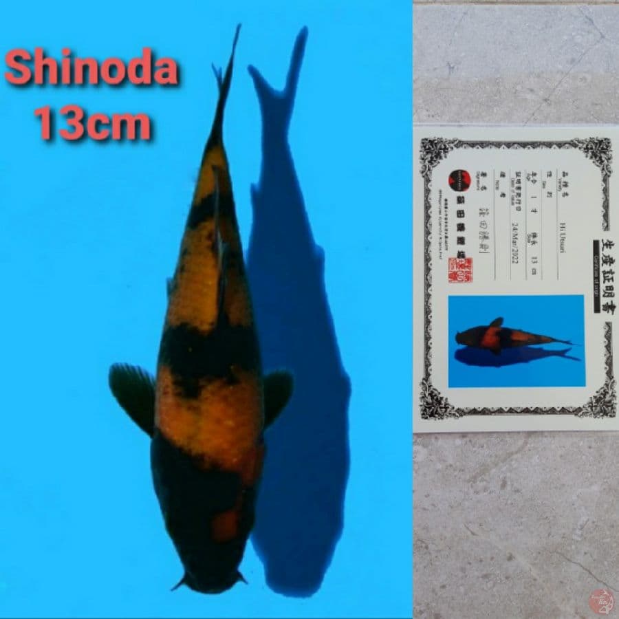 SHINODA HI-UTSURI SERTIFIKAT