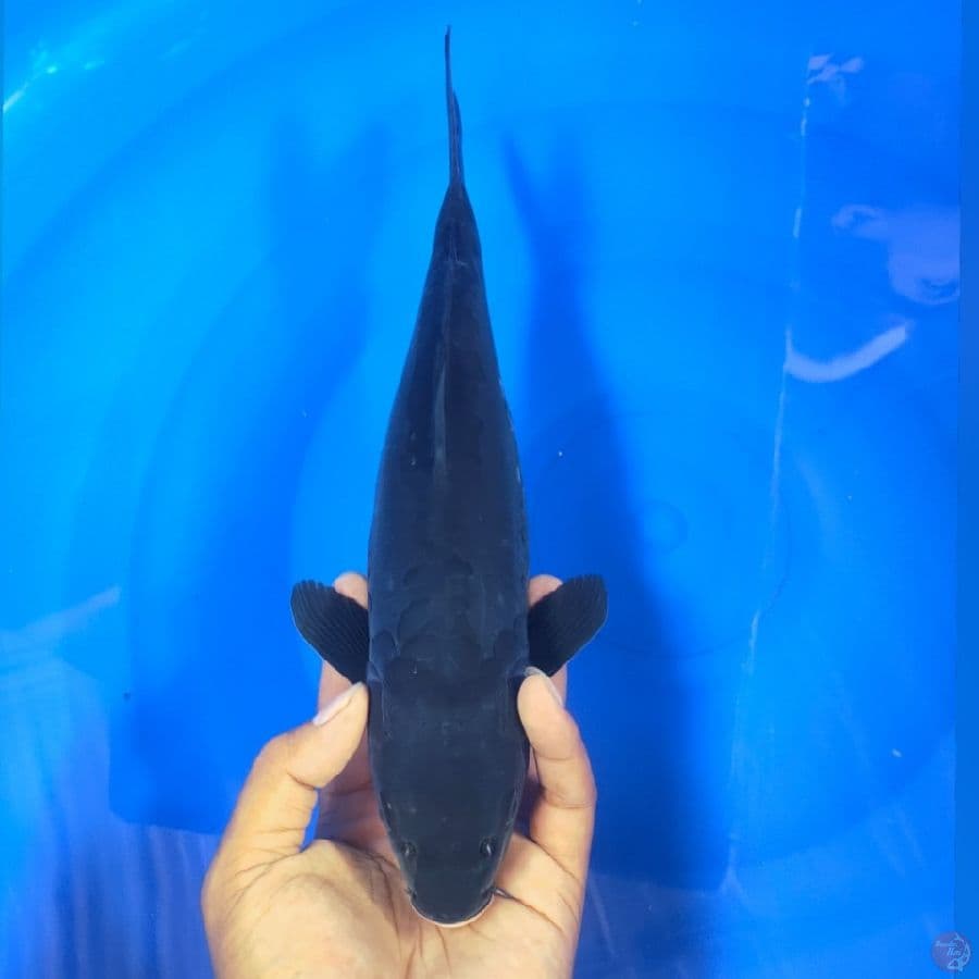 KARASHUGOI DOID 32CM
