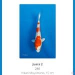kohaku hikari SQ 20bu