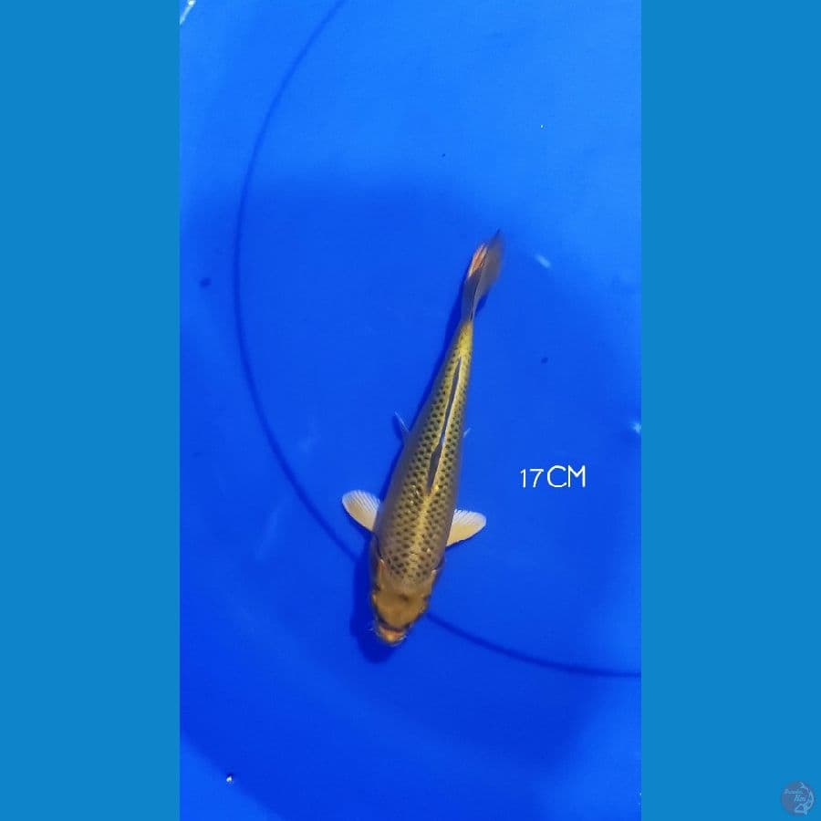Ogon 17cm