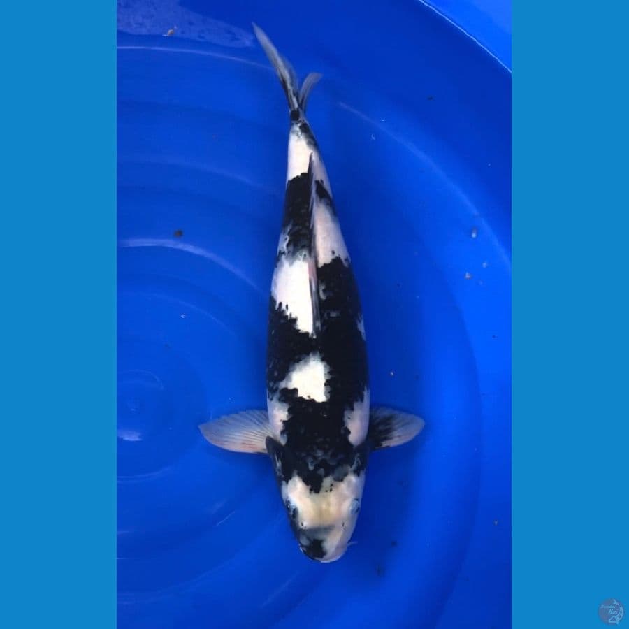 super shiro utsuri 50cm