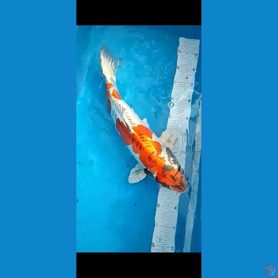 kiko 44cm