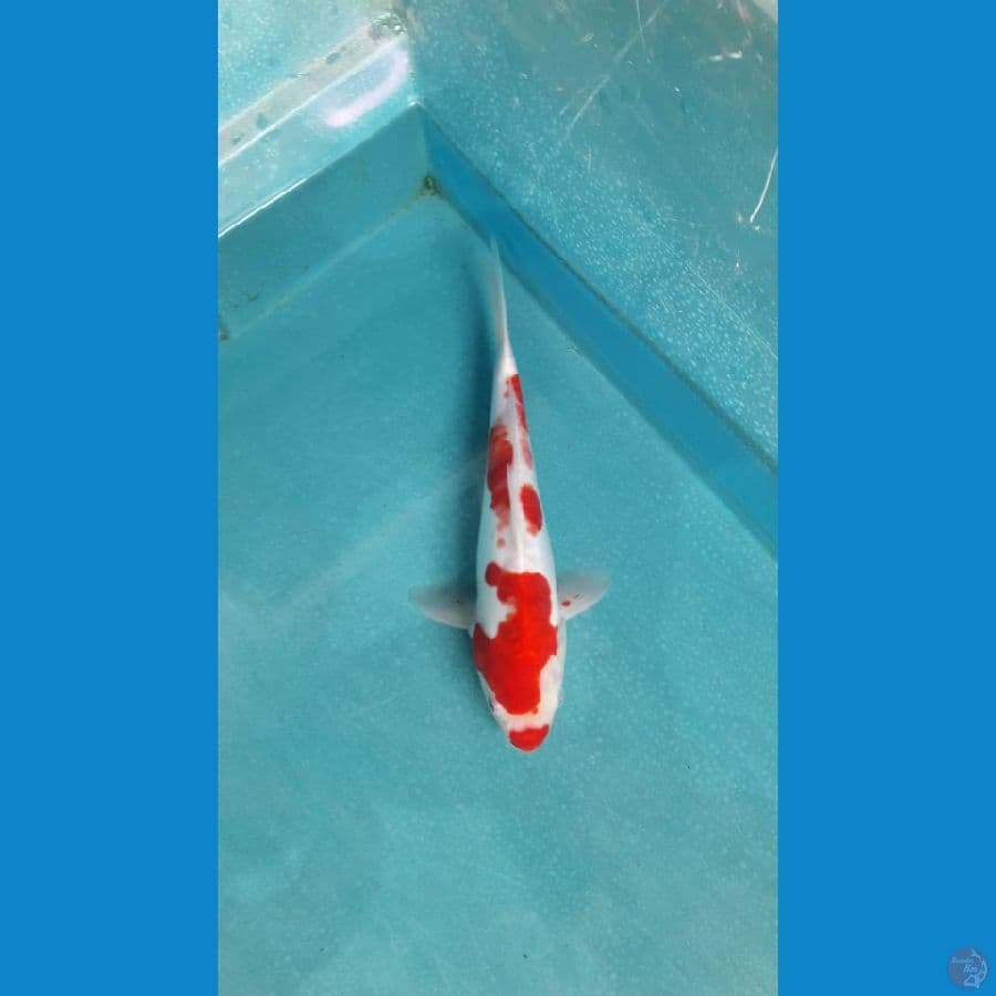 Kohaku hikari 27cm
