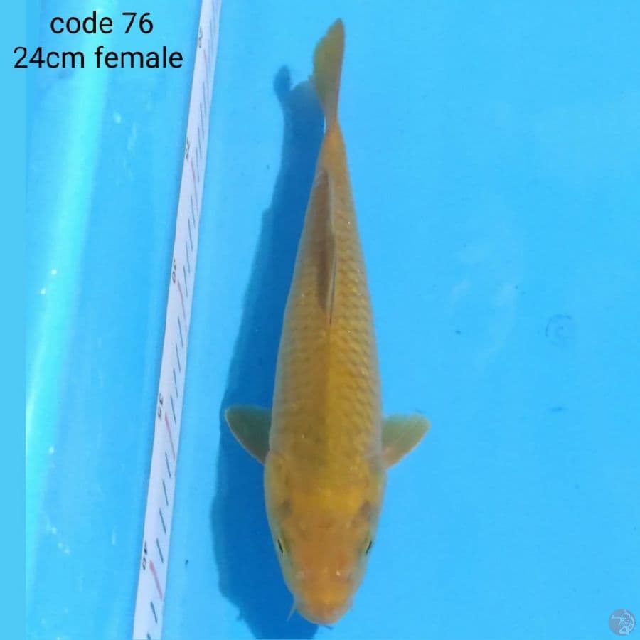 chagoi 24cm female 
