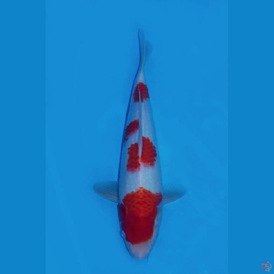 Ori yondan kohaku