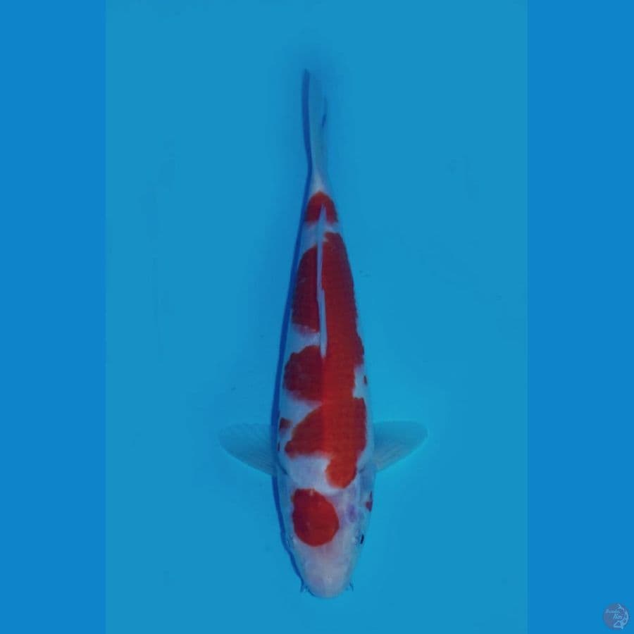 ori kohaku