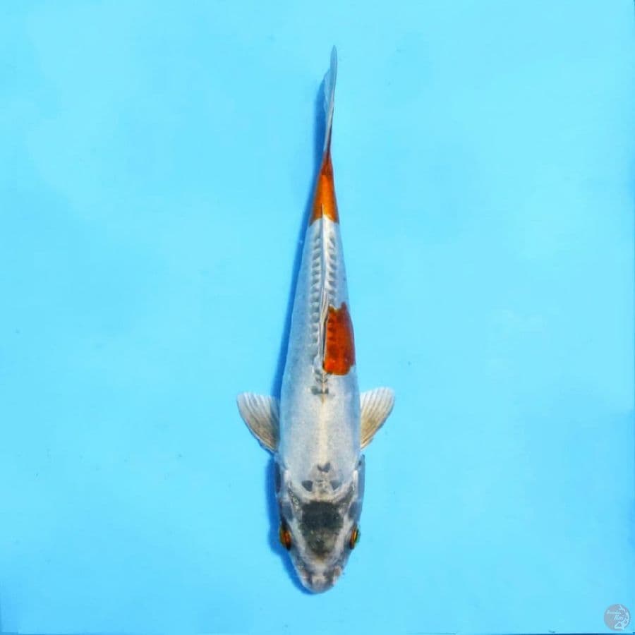 kikokuryu 20cm male