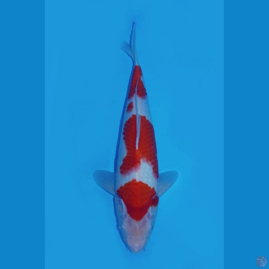 Ori kohaku sandan 