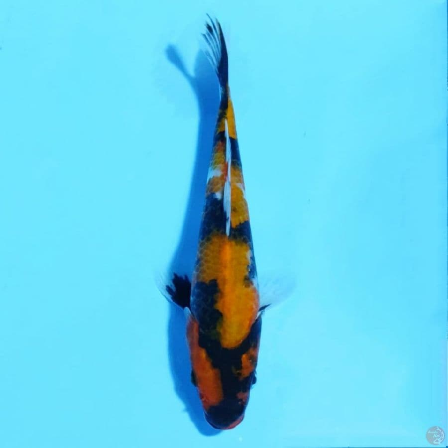 hi showa 22cm 