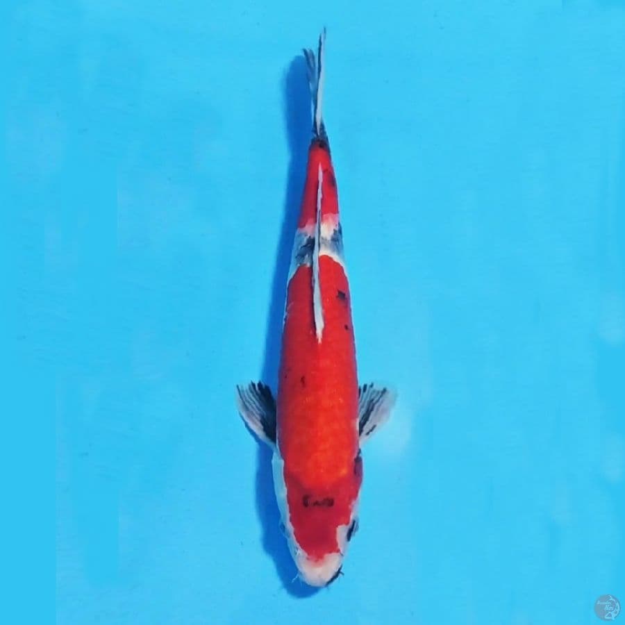 showa 31cm male 