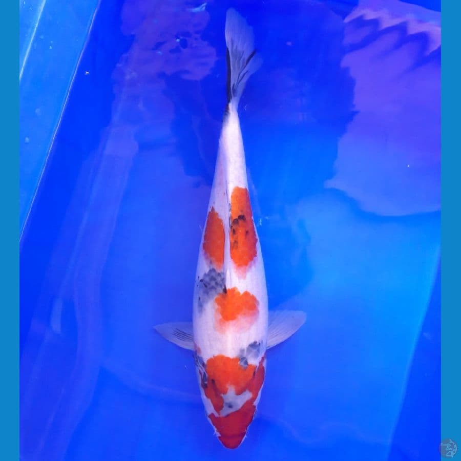 Showa 43cm