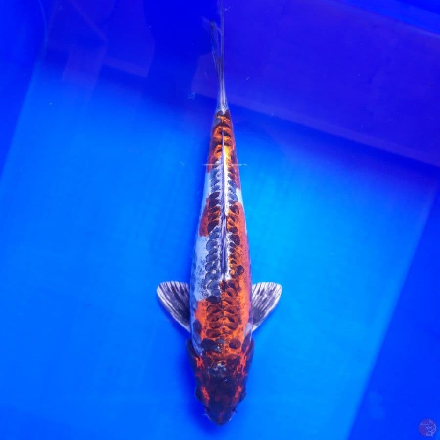 Beni Kikokuryu Antik Joss 35cm