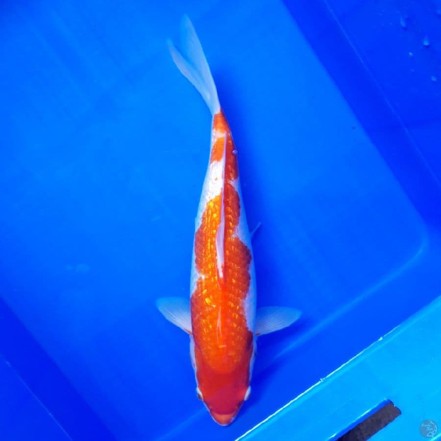 Kohaku Ginrin 35cm