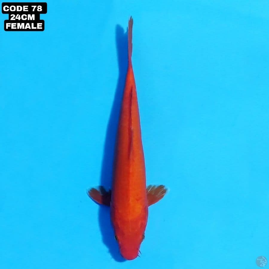 aka hajiro 24cm female