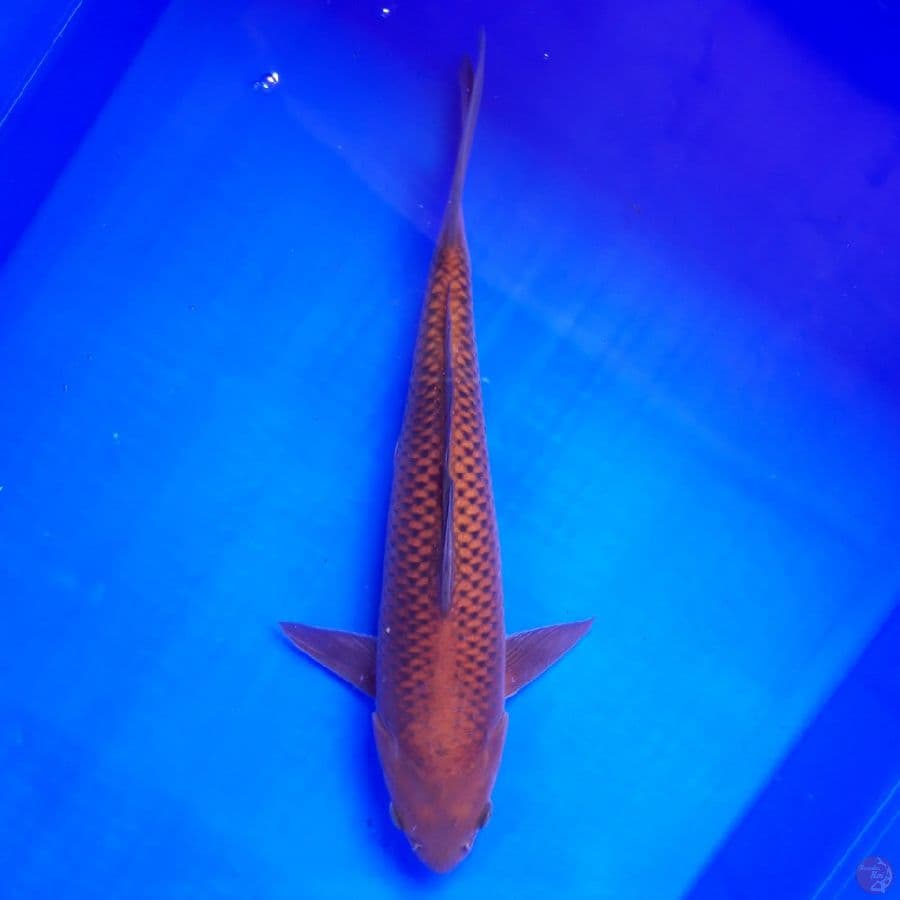 Chagoi Tembaga 33cm