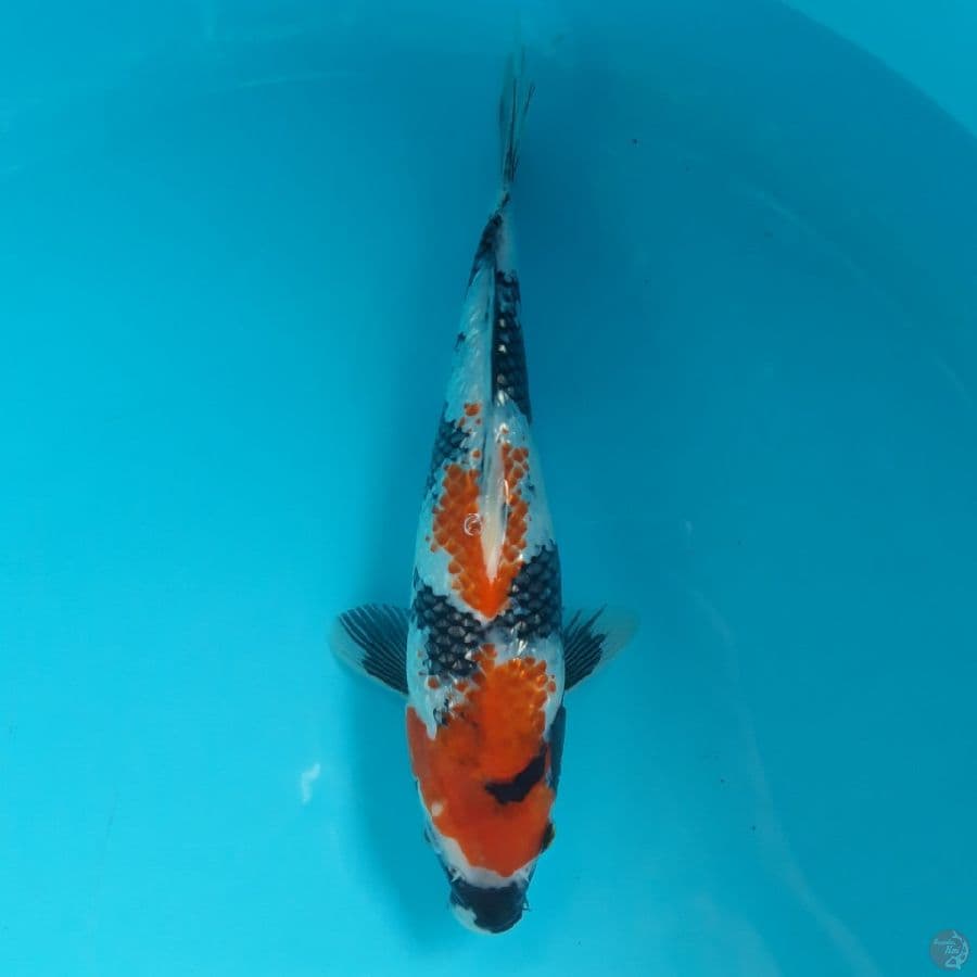 Showa Ginrin SQ 26cm