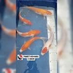 PAKET KOHAKU 5 EKOR 18-25CM