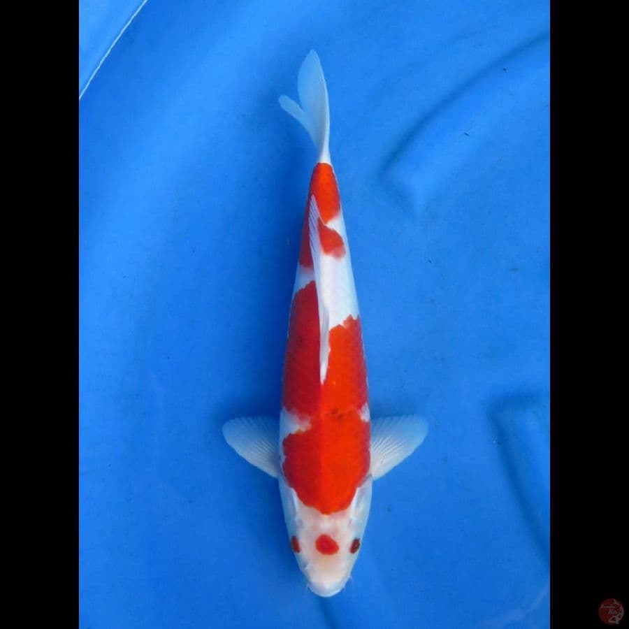 SANKE, 35CM