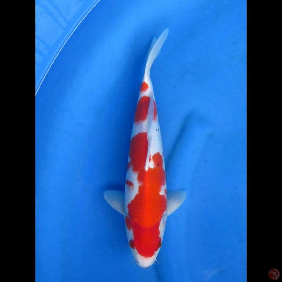 SANKE, 33CM