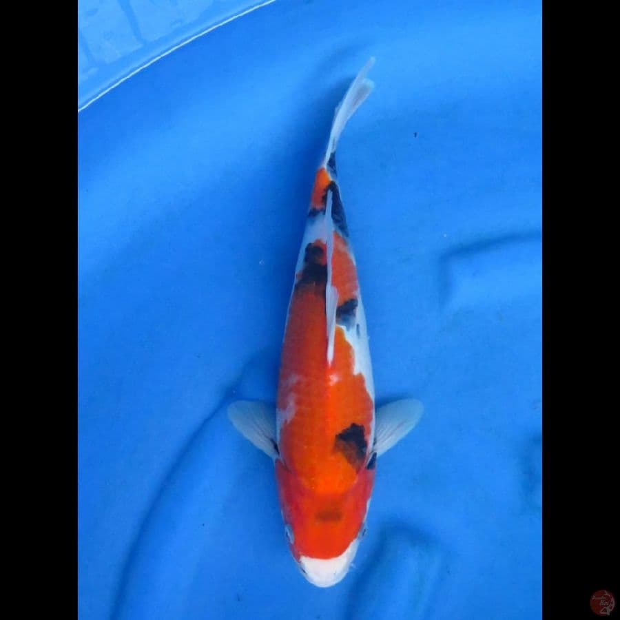SHOWA, 34CM