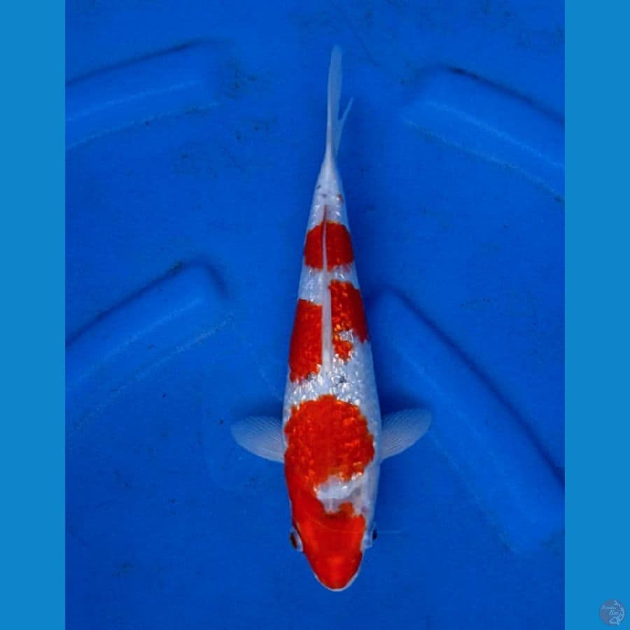Gosiki gindrin 27cm 