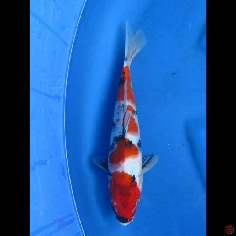 SHOWA TATEGOI, 31CM