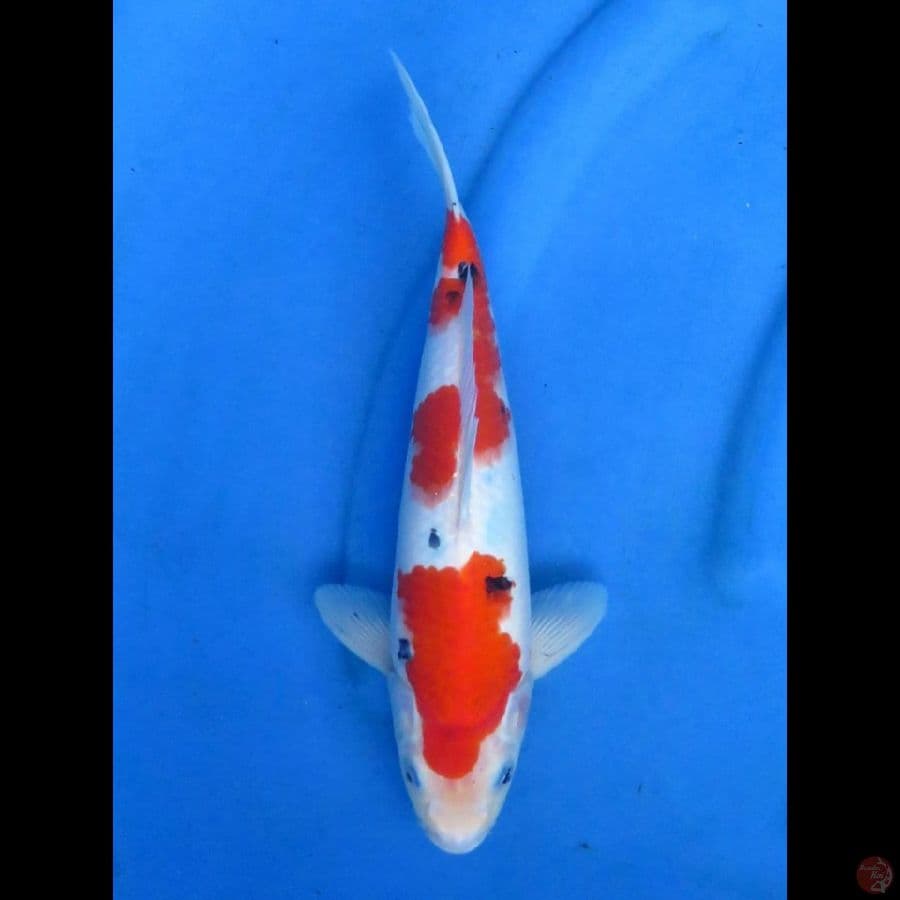 SANKE TATEGOI, 30CM