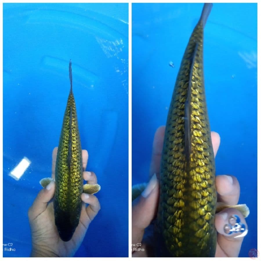 black midori full gindrin 26cm