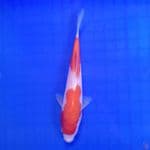 Kohaku 20cm (Joss)