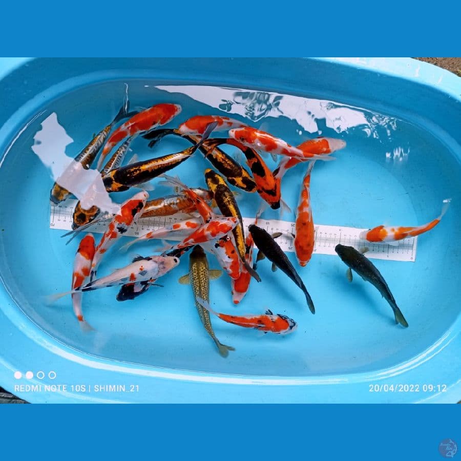 paket mix 25 ekr sz 19-28