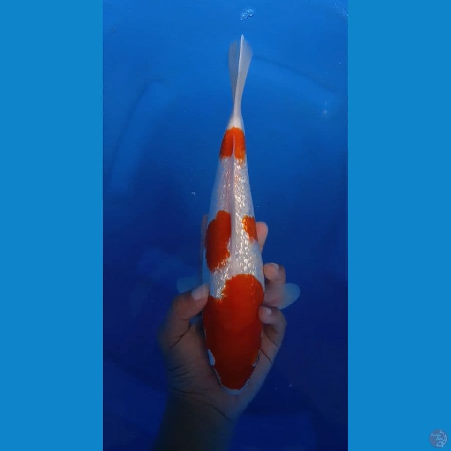 original merah strong full gindrin 28cm