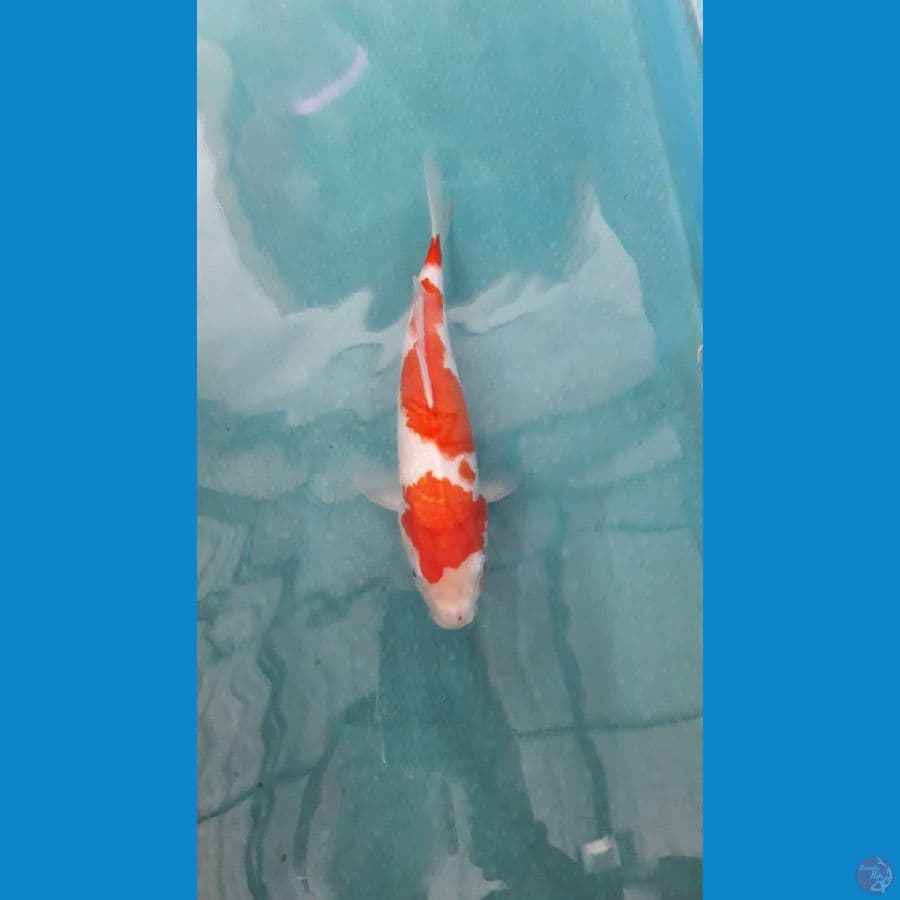 Kohaku Maruten 27 cm