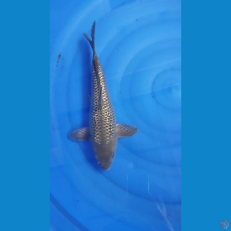 Black Diamond | Male 35cm