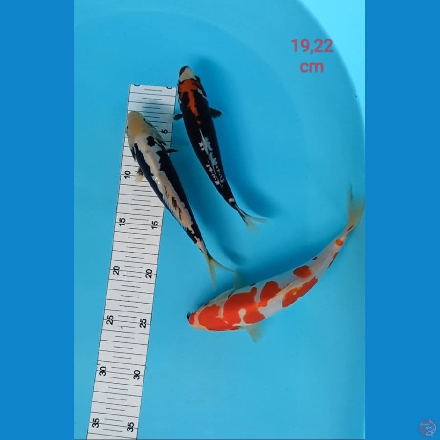 kohaku doit kumonryu 19,22cm