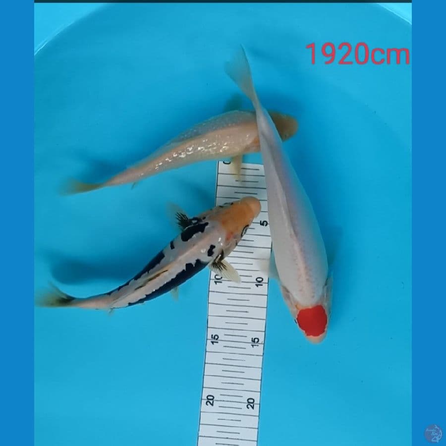 mixkoi 19,25cm