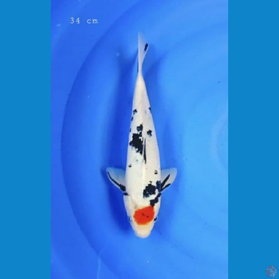 Tancho Showa 34 cm/ml