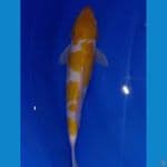 Hariwake 31cm