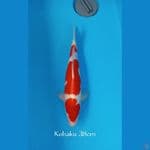 KOHAKU STRONG 38cm
