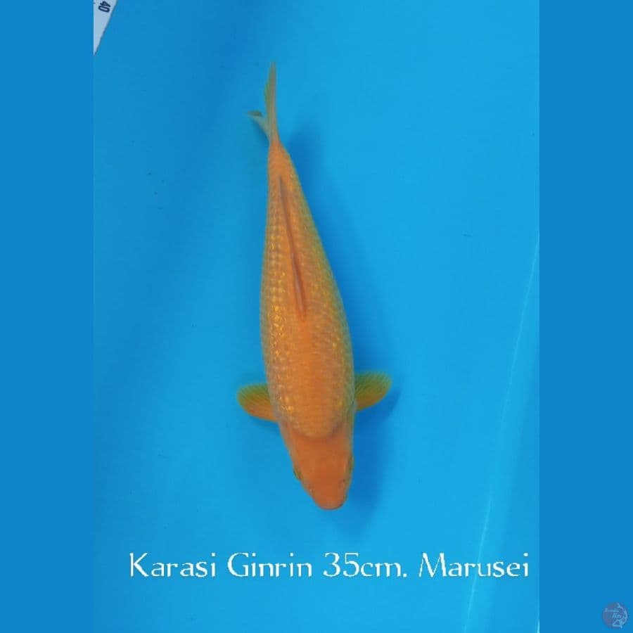 KARASI GINRIN 35cm MARUSEI