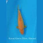 KARASI GINRIN 35cm MARUSEI