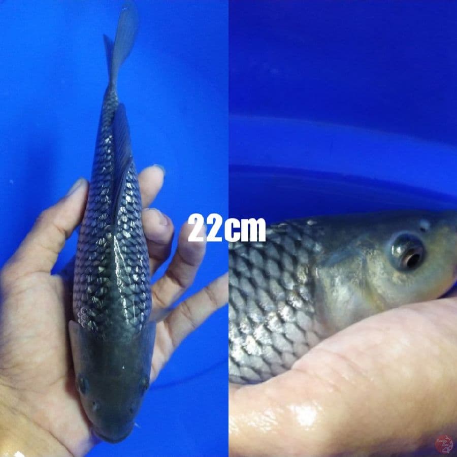 baby soragin