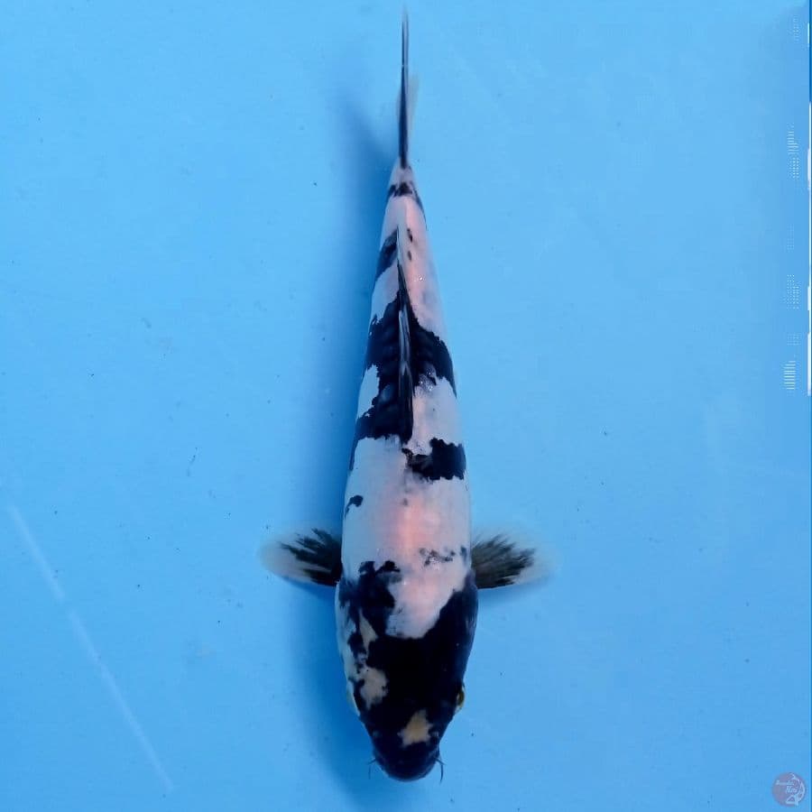 shiro doitsu, 22 cm