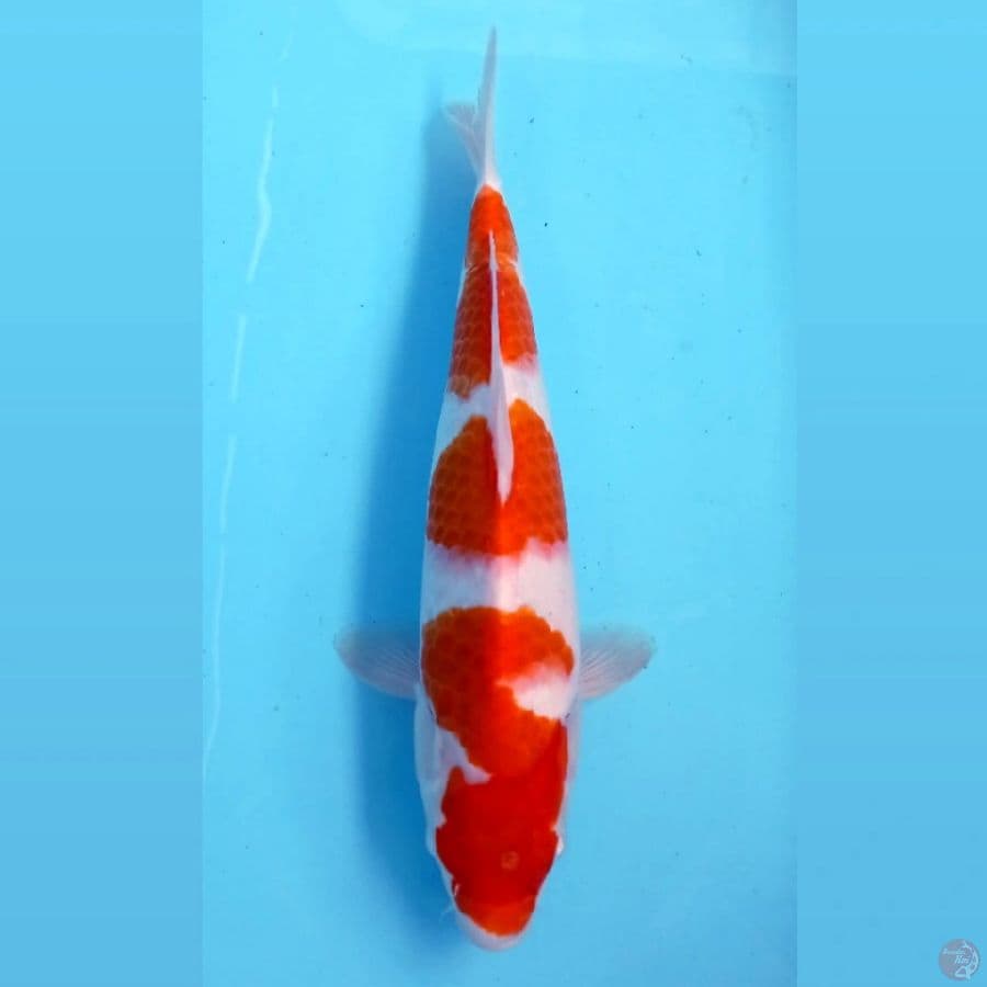 kohaku, 32 cm