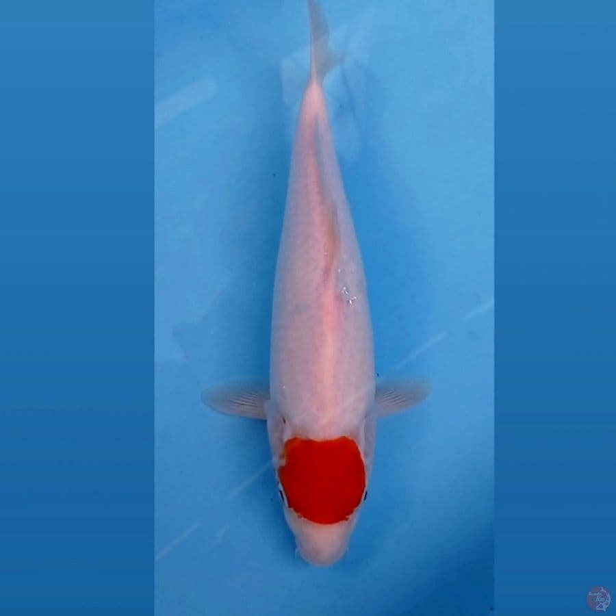 tancho kohaku, 30 cm