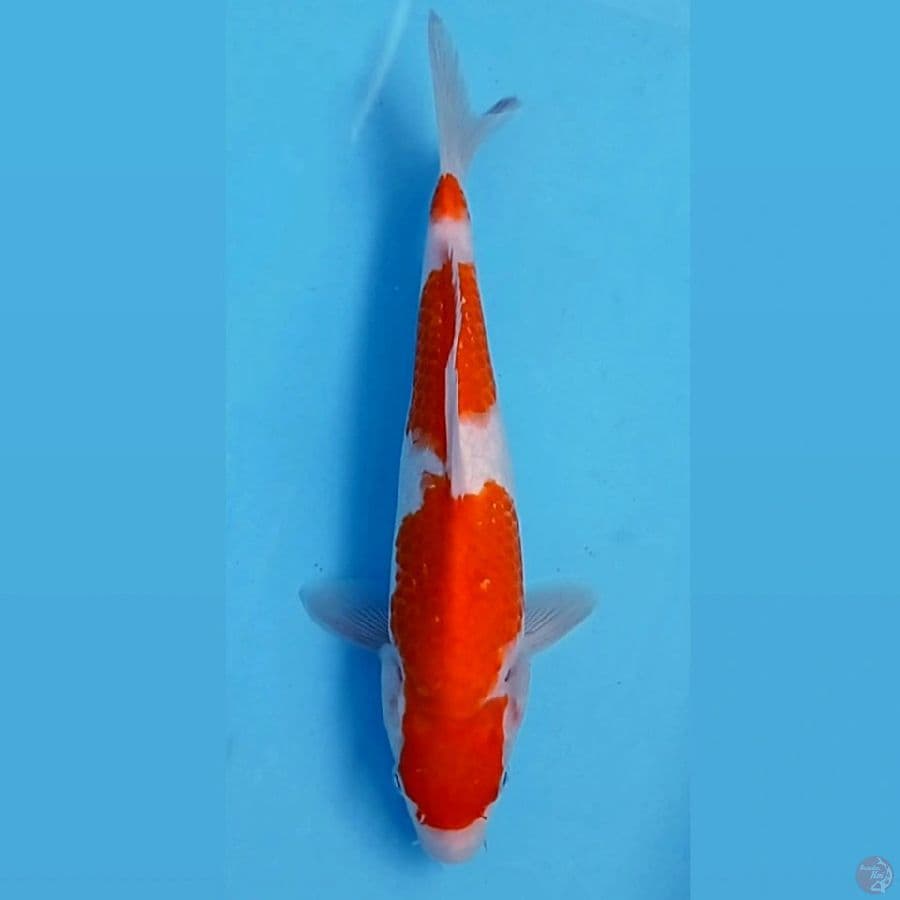 kohaku, 26 cm