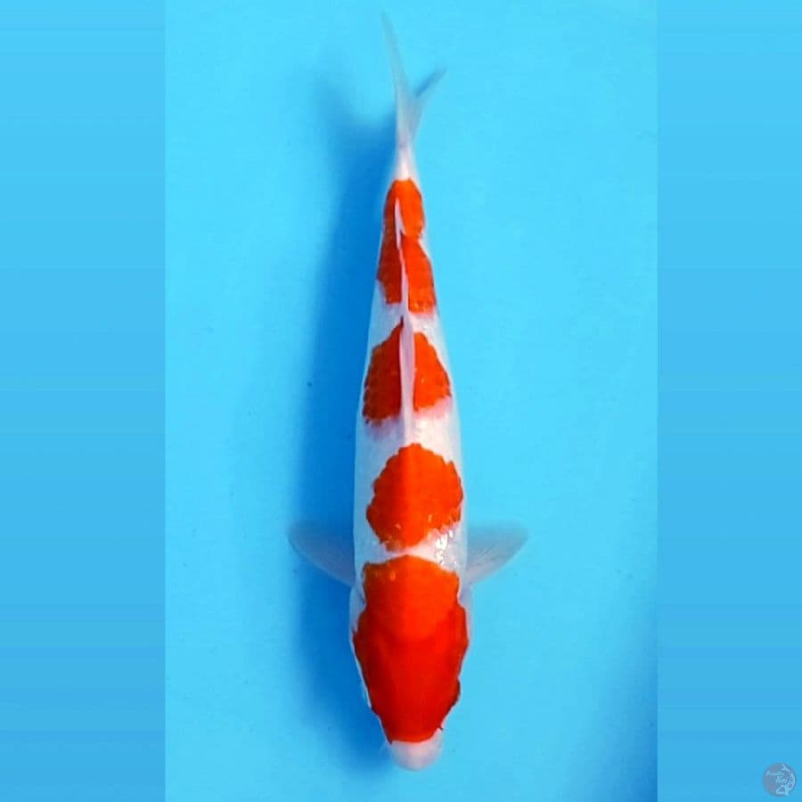 kohaku, 29 cm